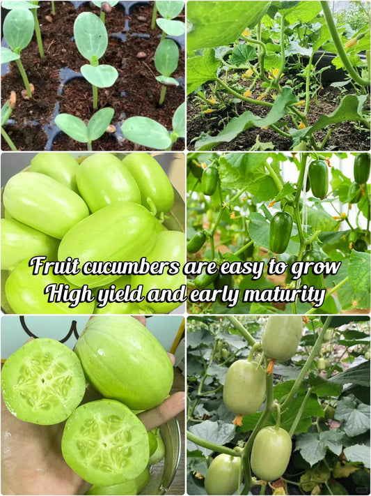 🌟 Semena okurky Jade Lady🥒 Osvěžující, křupavé a jemné🍃 první volba pro pochoutku!