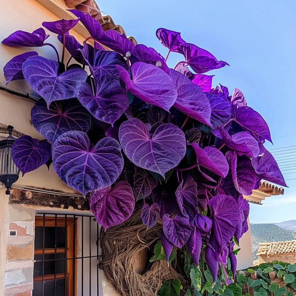 🌿Nasiona winorośli Purple Heart