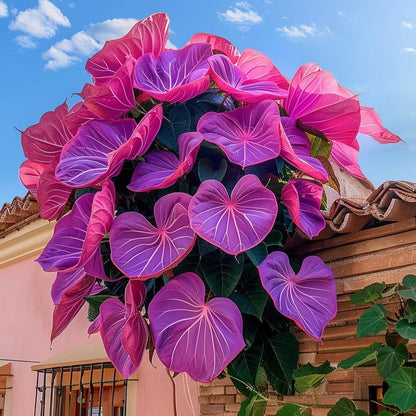 🌿Nasiona winorośli Purple Heart