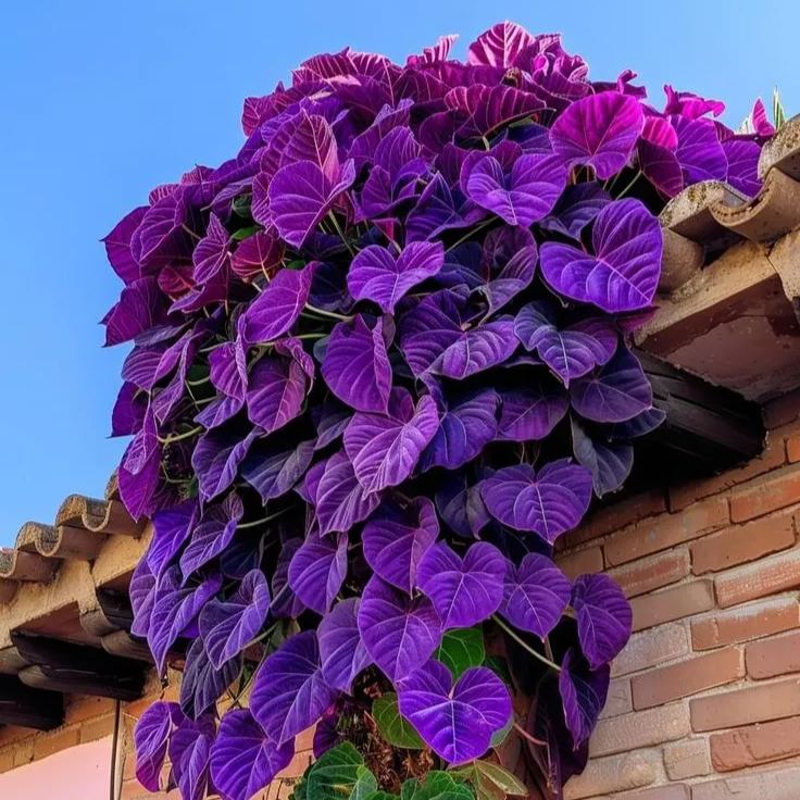 🌿Nasiona winorośli Purple Heart