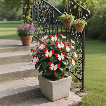 🏆 SPRZEDANO PONAD 50 000 SZTUK! 🦋🌸 Nasiona kwiatów Moonlight Butterfly – sadzenie przez wszystkie cztery pory roku, kwiaty wieloletnie i zachwycająca elegancja ogrodu 🍂