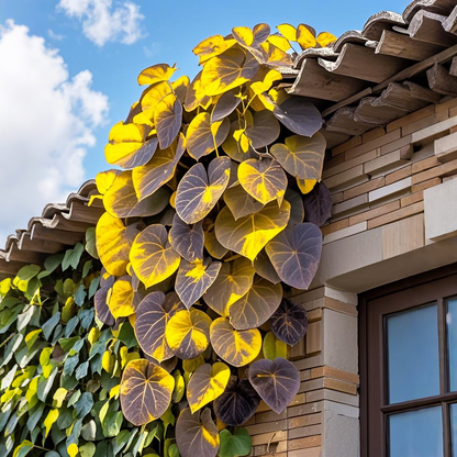 🌿Nasiona winorośli Purple Heart