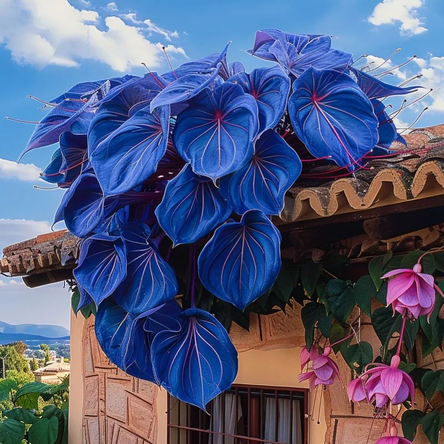 🌿Nasiona winorośli Purple Heart