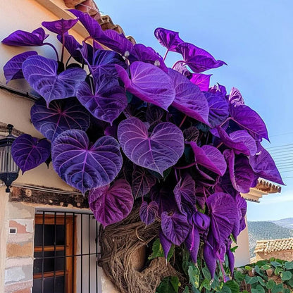 🌿Nasiona winorośli Purple Heart