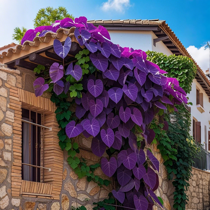 🌿Nasiona winorośli Purple Heart