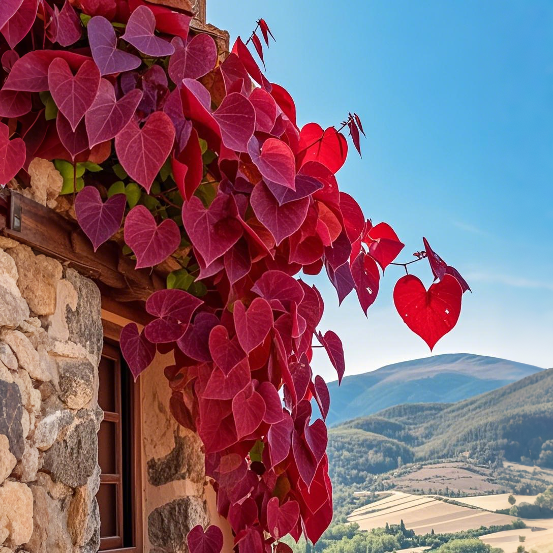 🌿Nasiona winorośli Purple Heart