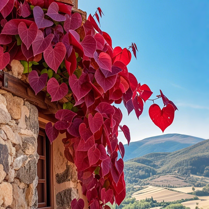 🌿Nasiona winorośli Purple Heart