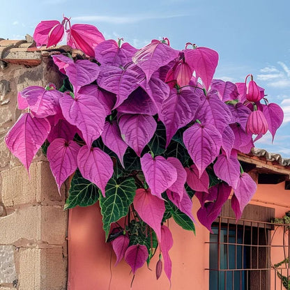 🌿Nasiona winorośli Purple Heart